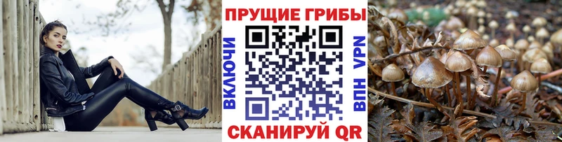 Псилоцибиновые грибы мицелий  Купить  Светогорск 